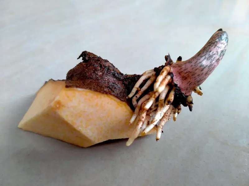 Benefits of Elephant Yam for Diabetic Patients