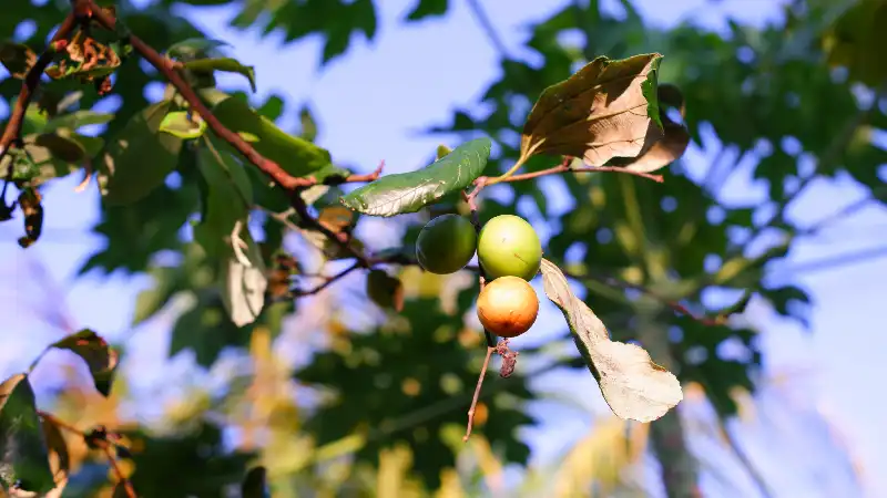 10 Surprising Health Benefits of Ber/Jujube